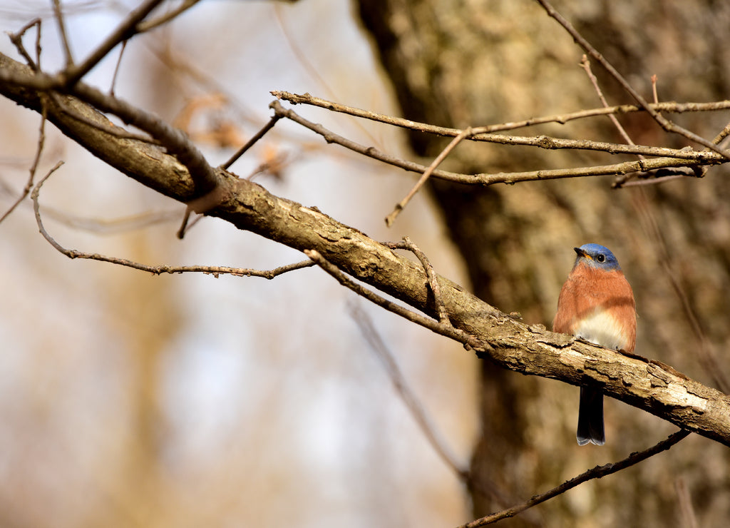 Missouri State Bird