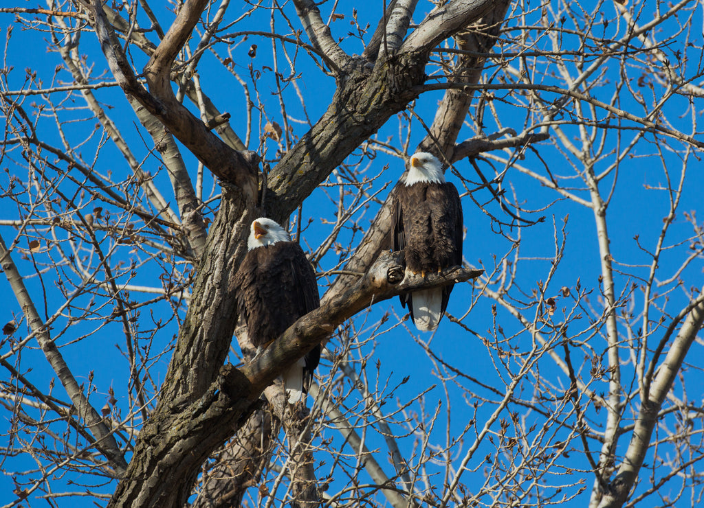 Bald Eagles, Loess Bluffs National Wildlife Refuge, Missouri