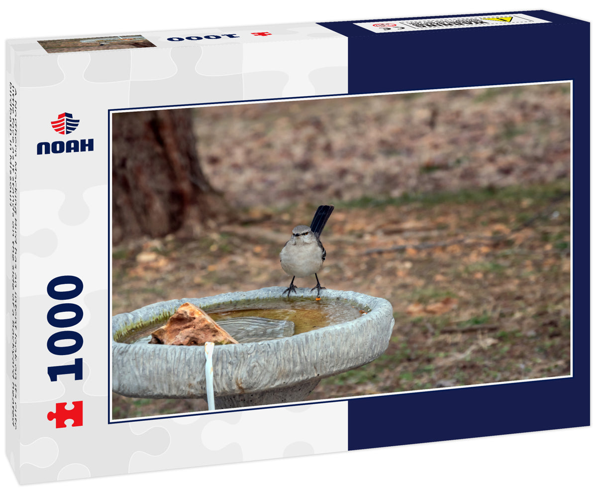 A Northern Mocking Bird has an intent look on its cute little face as it stands on the side of a backyard heated birdbath in Missouri