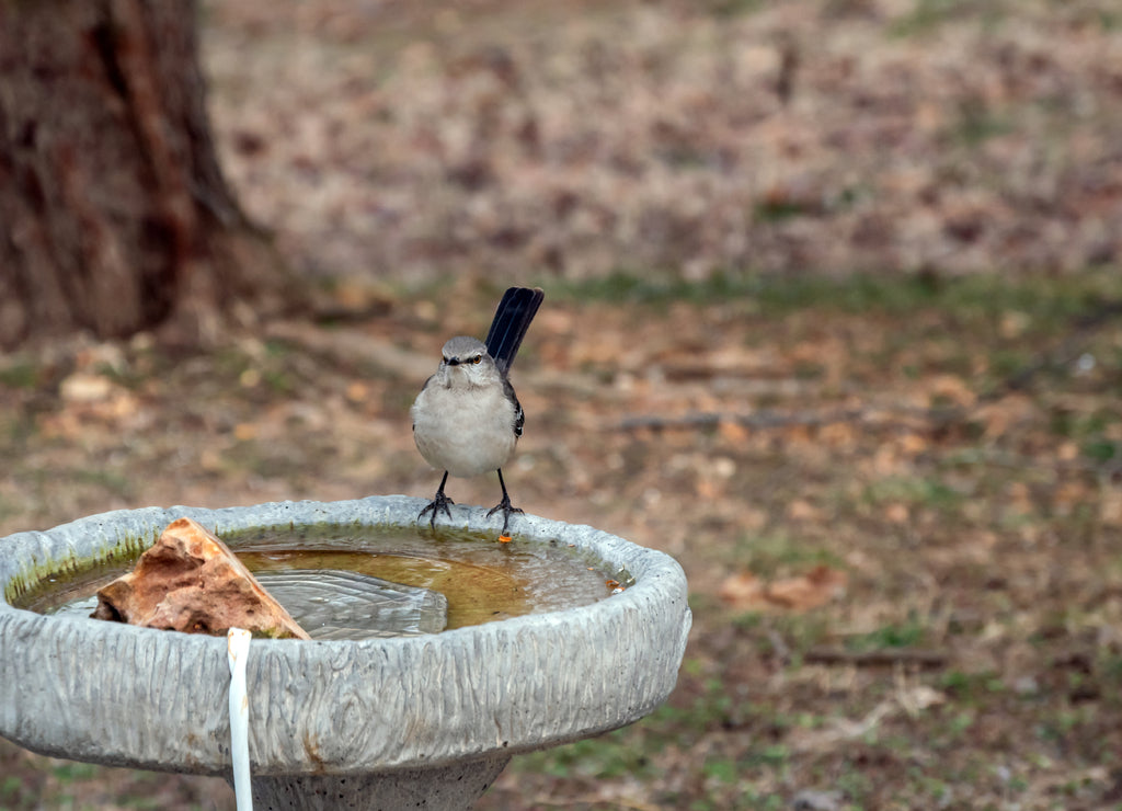 A Northern Mocking Bird has an intent look on its cute little face as it stands on the side of a backyard heated birdbath in Missouri