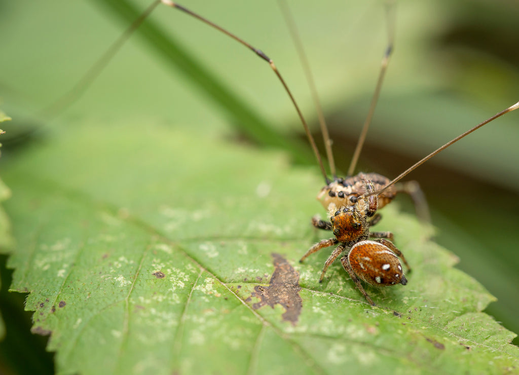 Jumping spider captures daddy-long legs, Clifty Creek Natural Area, Dixon, Missouri