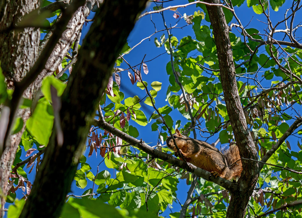 A red squirrel in a redbud tree below a bright blue sky in southwest Missouri. Bokeh effect