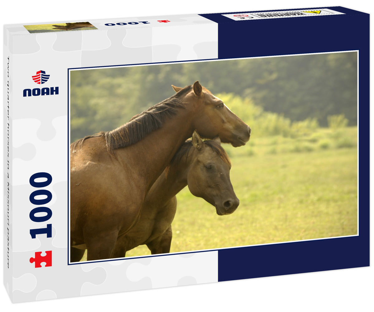 Two quarter horses in a Missouri pasture