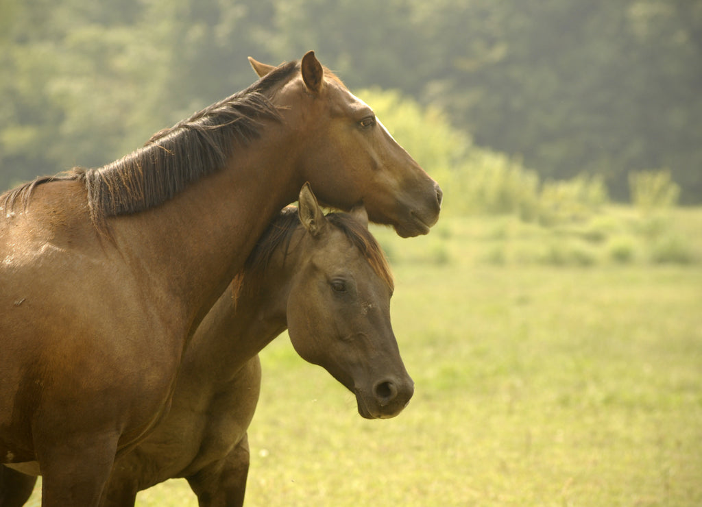 Two quarter horses in a Missouri pasture