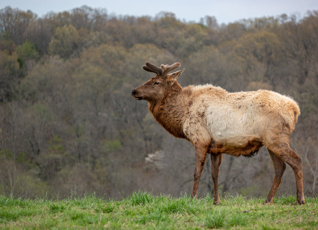 Elk in the Missouri Ozarks