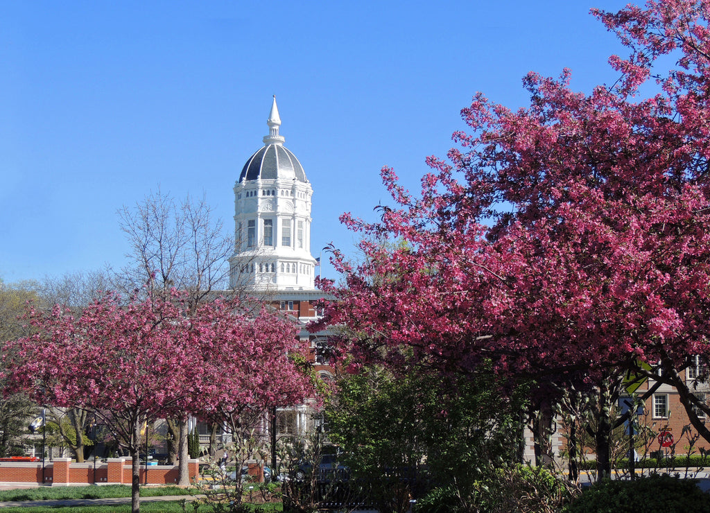 beautiful flowering redbud trees on a sunny spring day in front of the white dome of jesse hall on the university of missouri campus, columbia, missouri