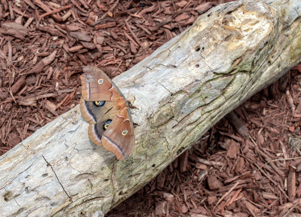 A closeup view of a Polphemus moth resting on a white log on the ground in Missouri. Bokeh effect