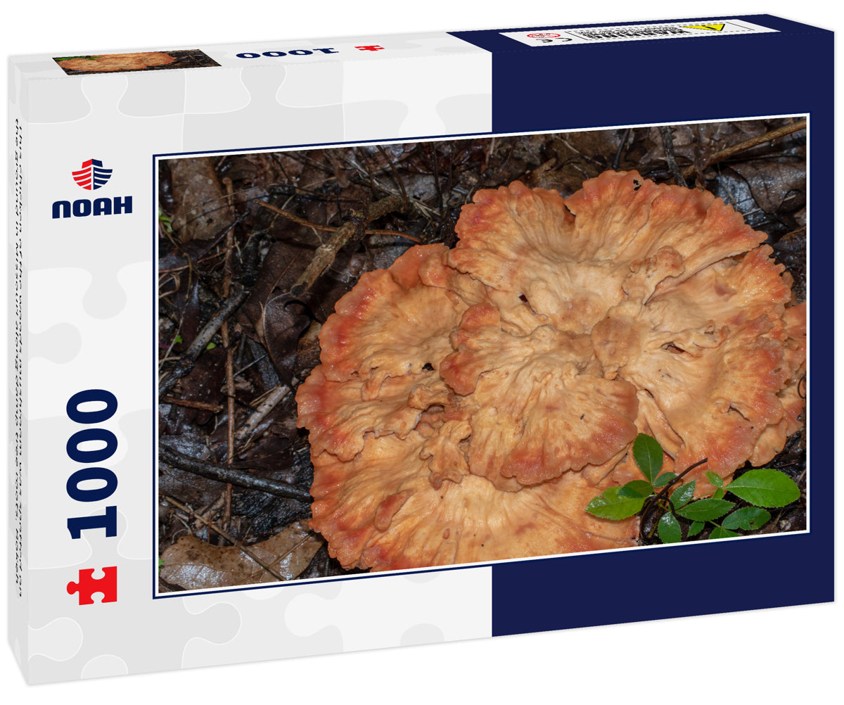 This chicken of the woods mushroom was spotted on the ground in Missouri along damp tree roots. Bokeh