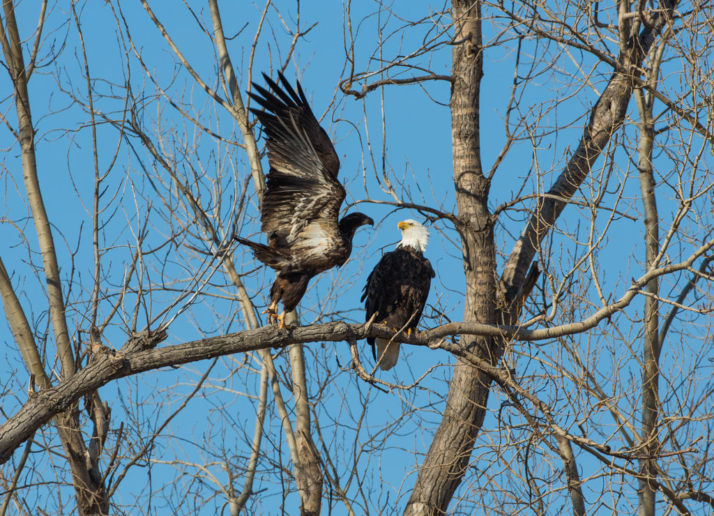 Bald eagles, Loess Bluffs National Wildlife Refuge, Missouri