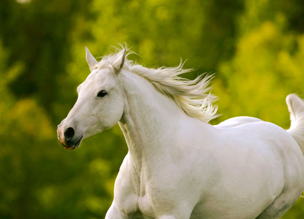 Close up of beautiful Missouri Foxtrotter Mare galloping in meadow