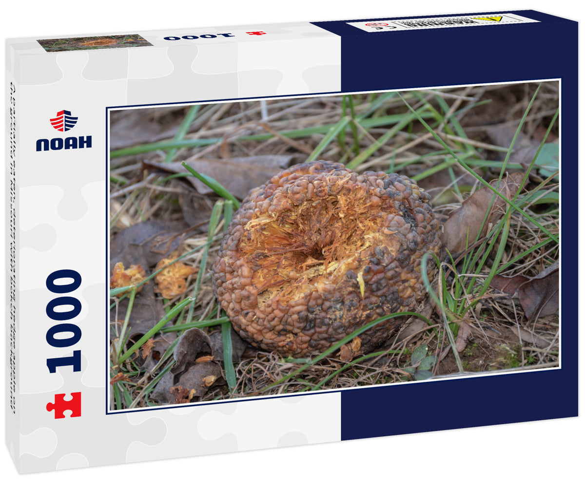A partially eaten, deteriorating hedge apple on the ground in Missouri with bokeh background