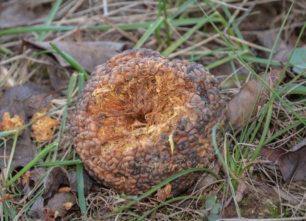 A partially eaten, deteriorating hedge apple on the ground in Missouri with bokeh background