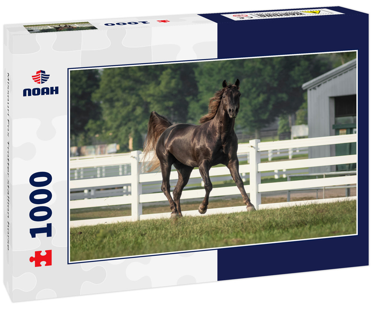 Missouri Fox Trotter stallion horse