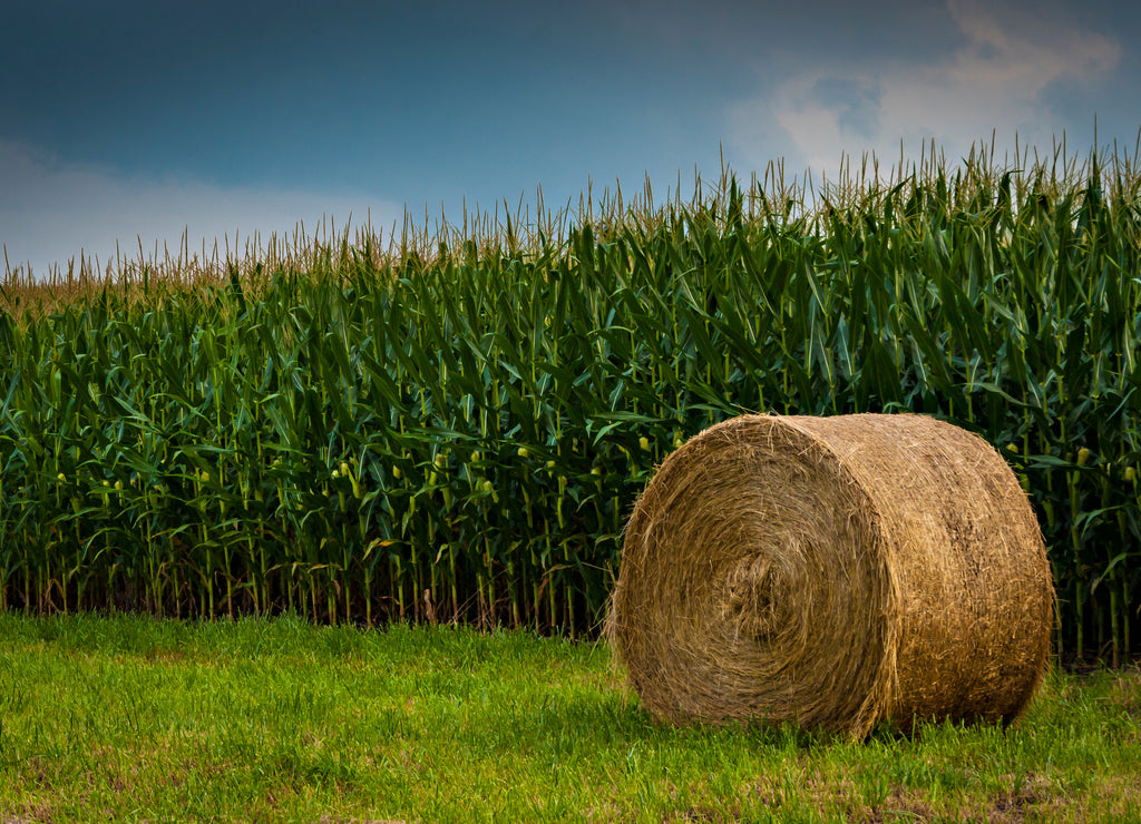 Hay Bail in cornfield in Boone County Missouri