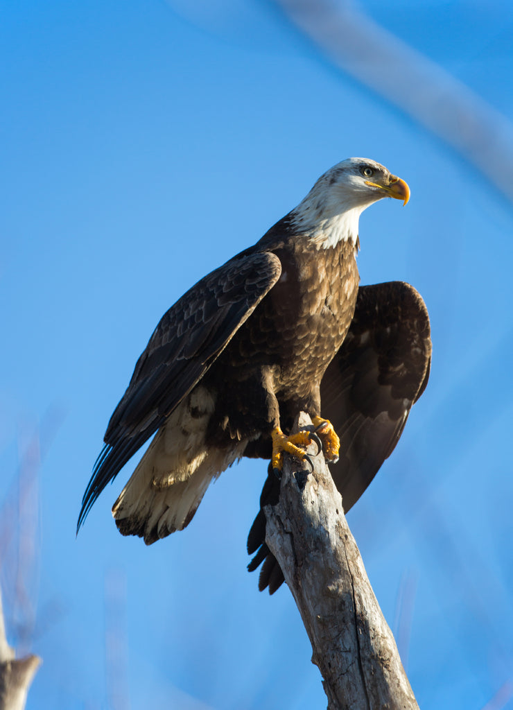 Bald eagle on stump, Missouri