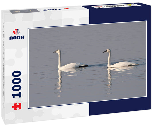 Two Trumpeter Swans (Cygnus buccinator), Riverlands Migratory Bird, Sanctuary, Missouri, USA