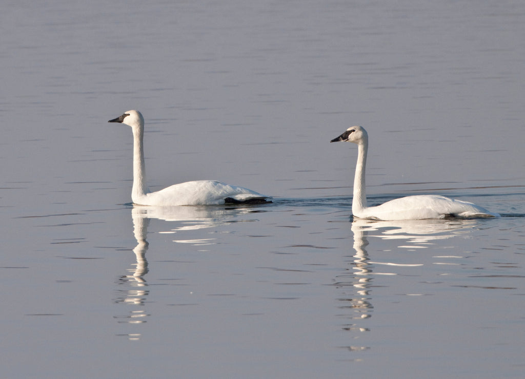 Two Trumpeter Swans (Cygnus buccinator), Riverlands Migratory Bird, Sanctuary, Missouri, USA