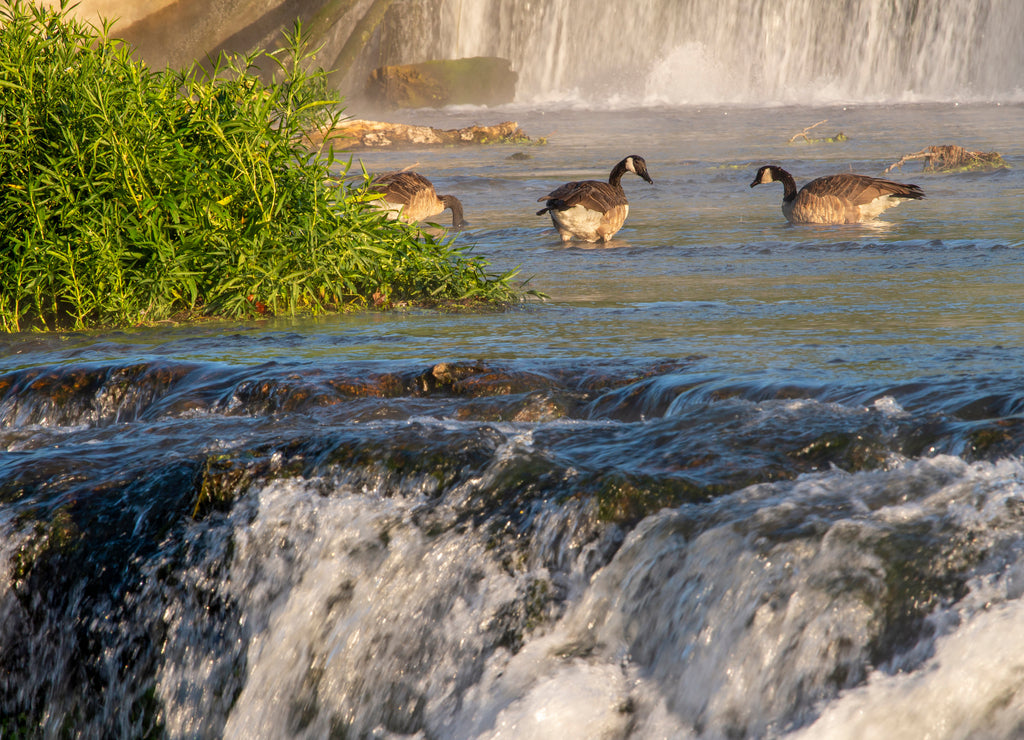 Grand Falls, Shoal Creek, Joplin, Missouri, with Canada geese