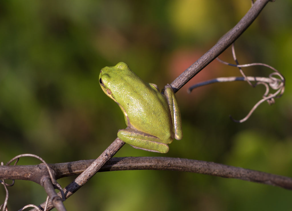 Baumfrosch (Hyla sp.) im Stone County, Mississippi, USA