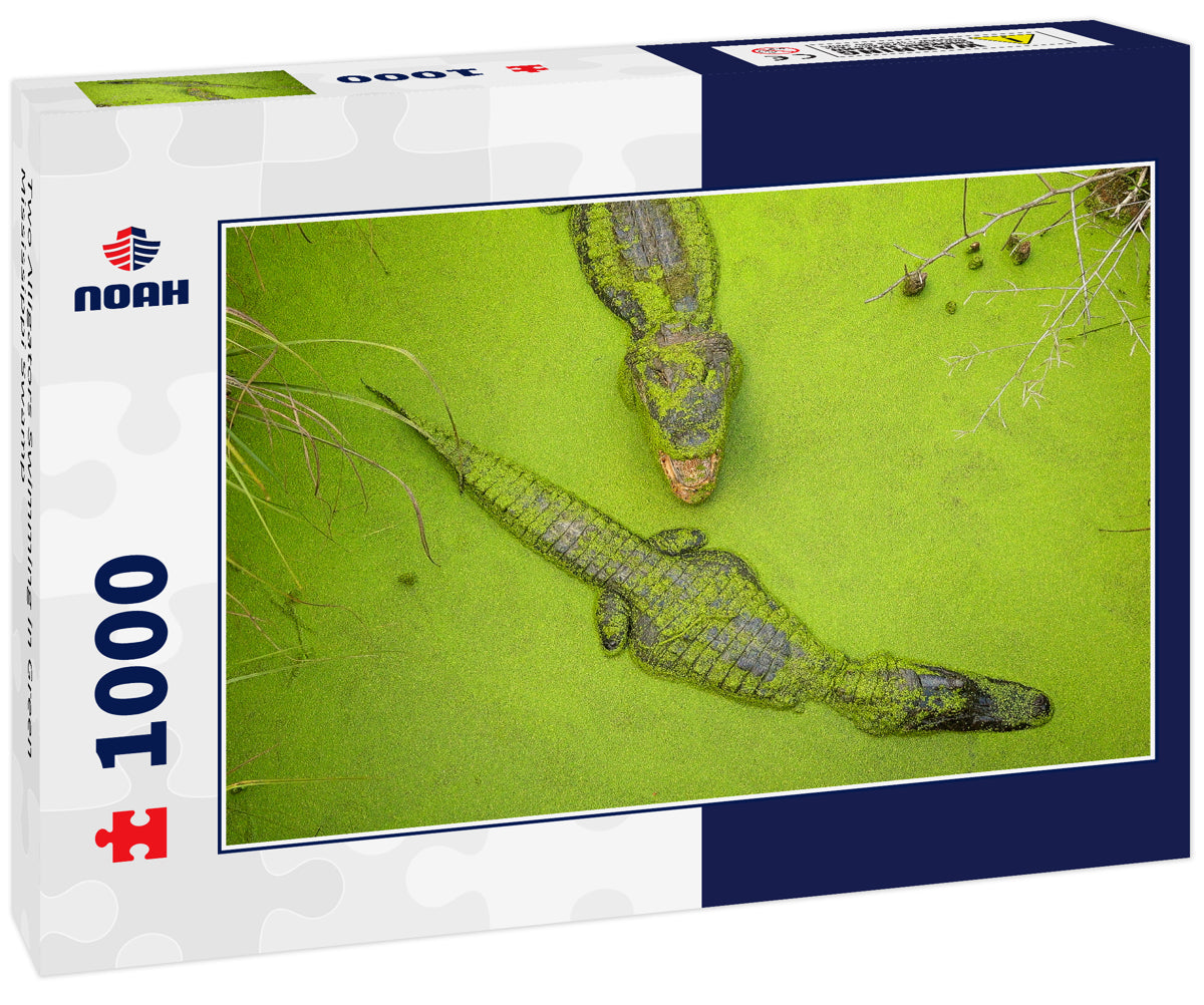 Two Alligators Swimming in Green Mississippi Swamp