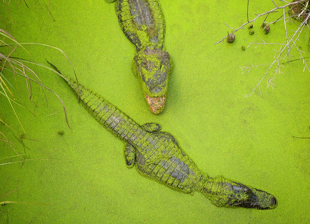 Two Alligators Swimming in Green Mississippi Swamp