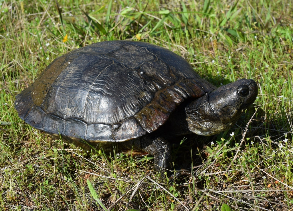 Large wild red-eared slider in Mississippi