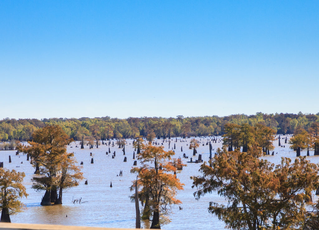 trees grow in and around the Atchafalaya River in Mississippi
