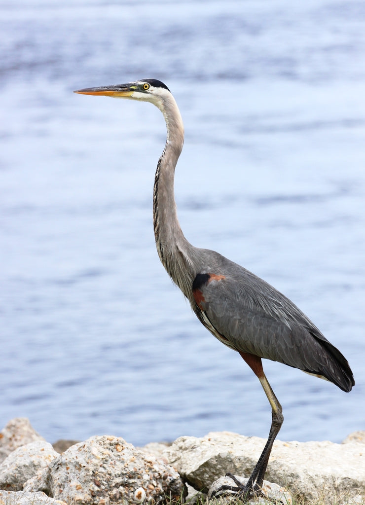 Great Blue Heron in Biloxi, Mississippi