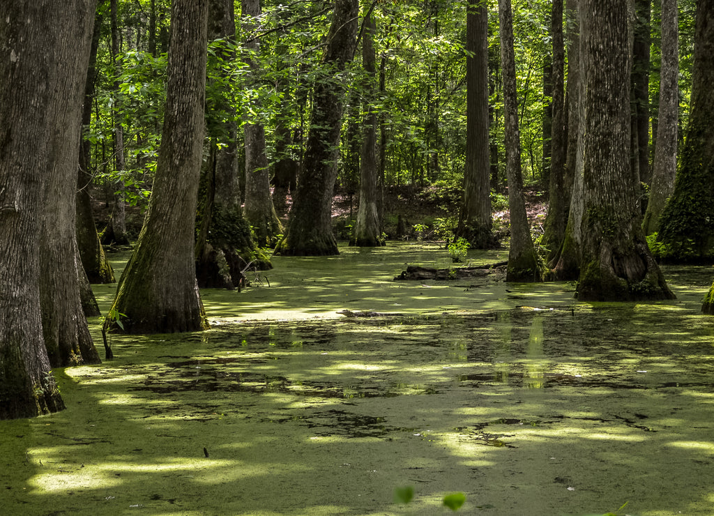 Cypress swamp at Mississippi with small crocodile getting tan and tree with roots looking for oxygen