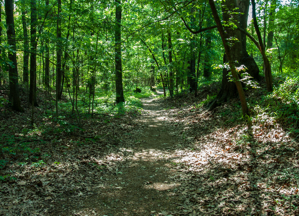 Old Natchez Trace, Mississippi