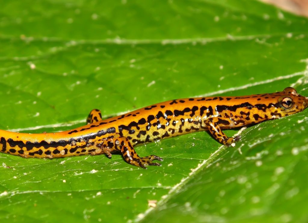 Long-tailed Salamander (Eurycea longicauda) Mississippi