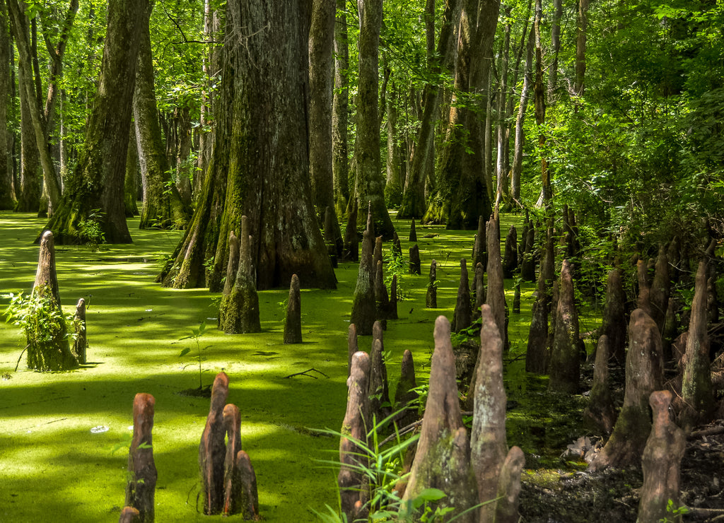 Cypress swamp at Mississippi with small crocodile getting tan and tree with roots looking for oxygen