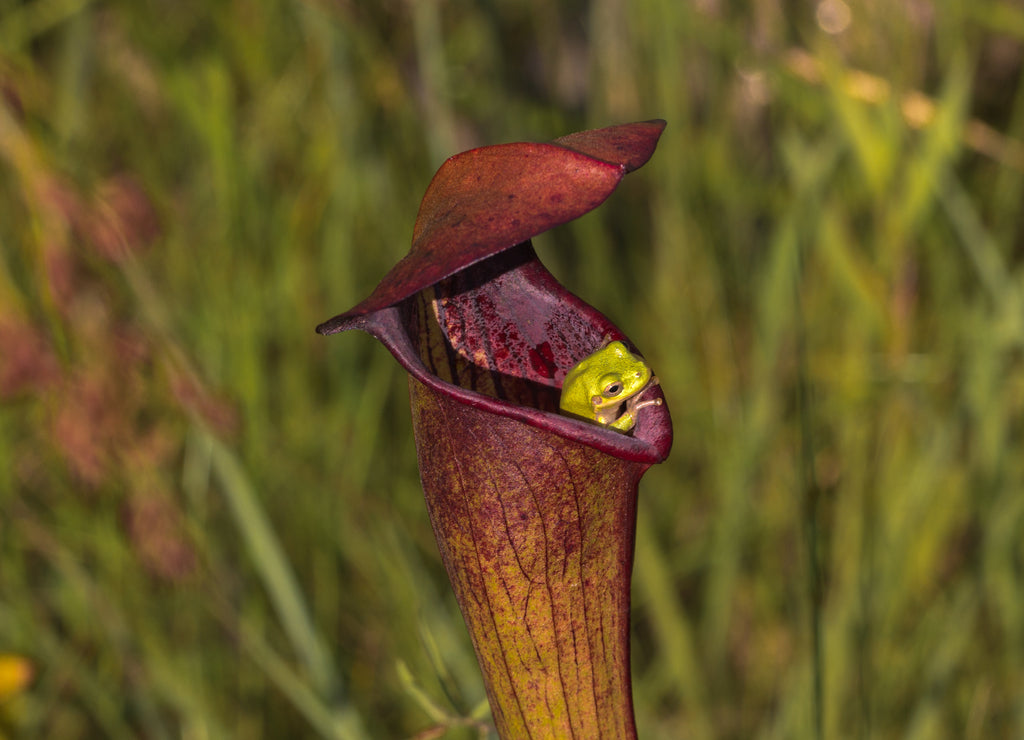 Baumfrosch (Hyla sp.) in Sarracenia alata, Stone County, Mississippi, USA