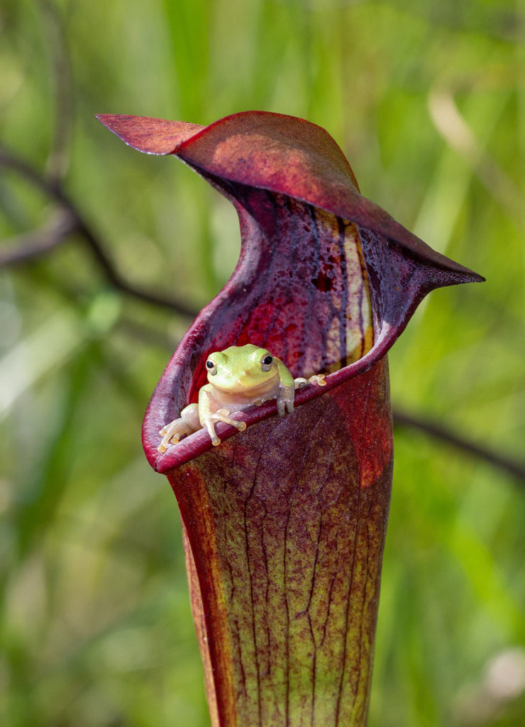 Baumfrosch (Hyla sp.) in Sarracenia alata, Stone County, Mississippi, USA