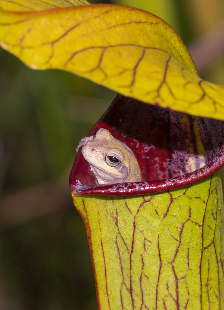 Baumfrosch (Hyla sp.) in Sarracenia alata, Stone County, Mississippi, USA