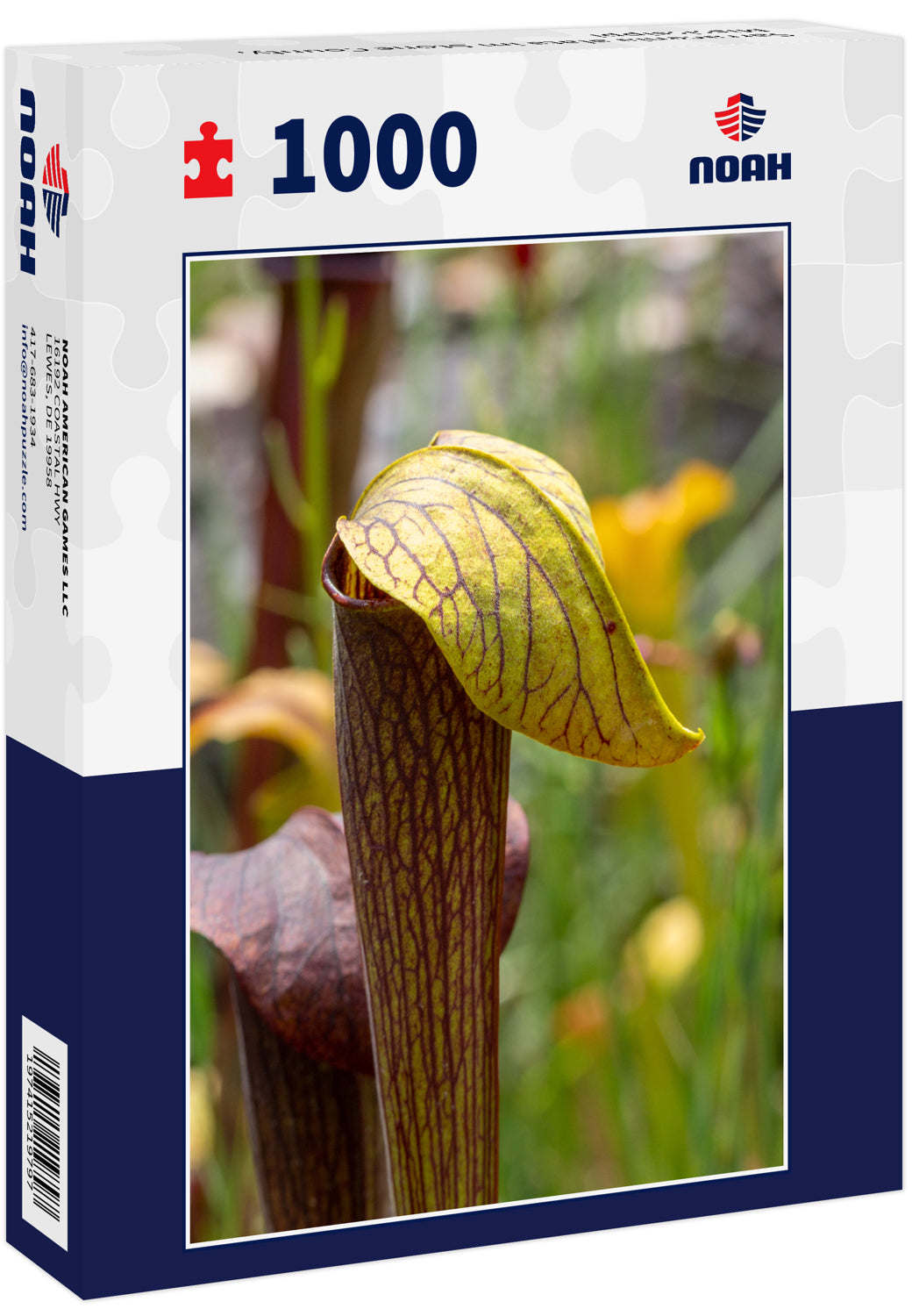 Sarracenia alata im Stone County, Mississippi