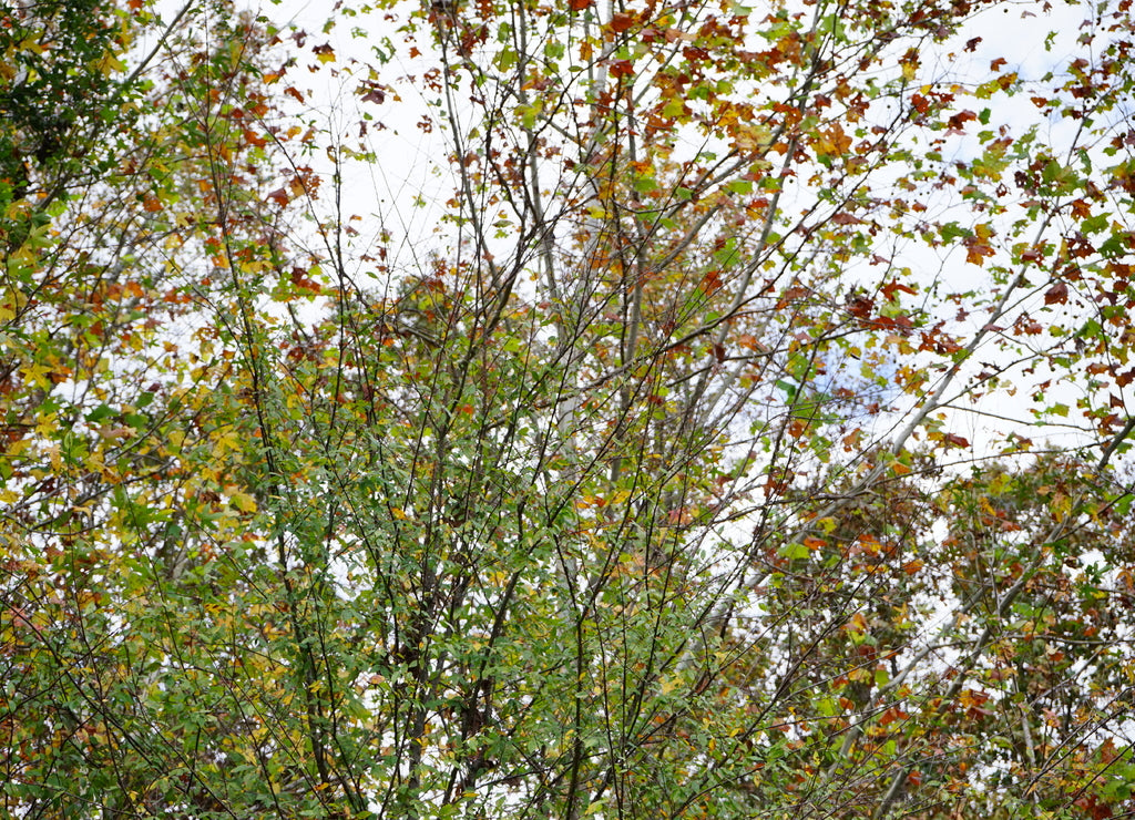 Autumn of Mississippi national forest