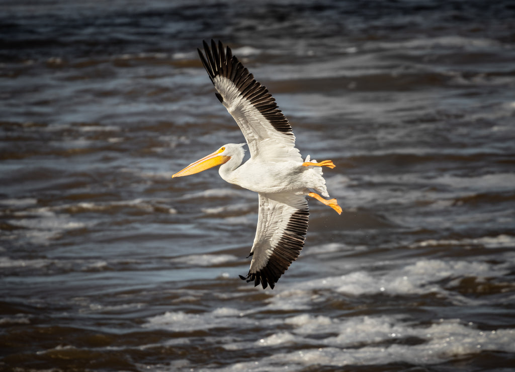 American White Pelican In Fight Over Sardis Lake, Mississippi