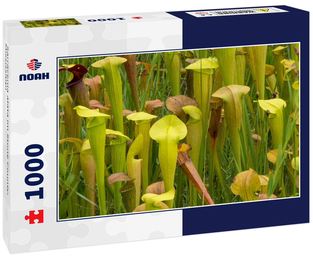Sarracenia alata im Stone County, Mississippi