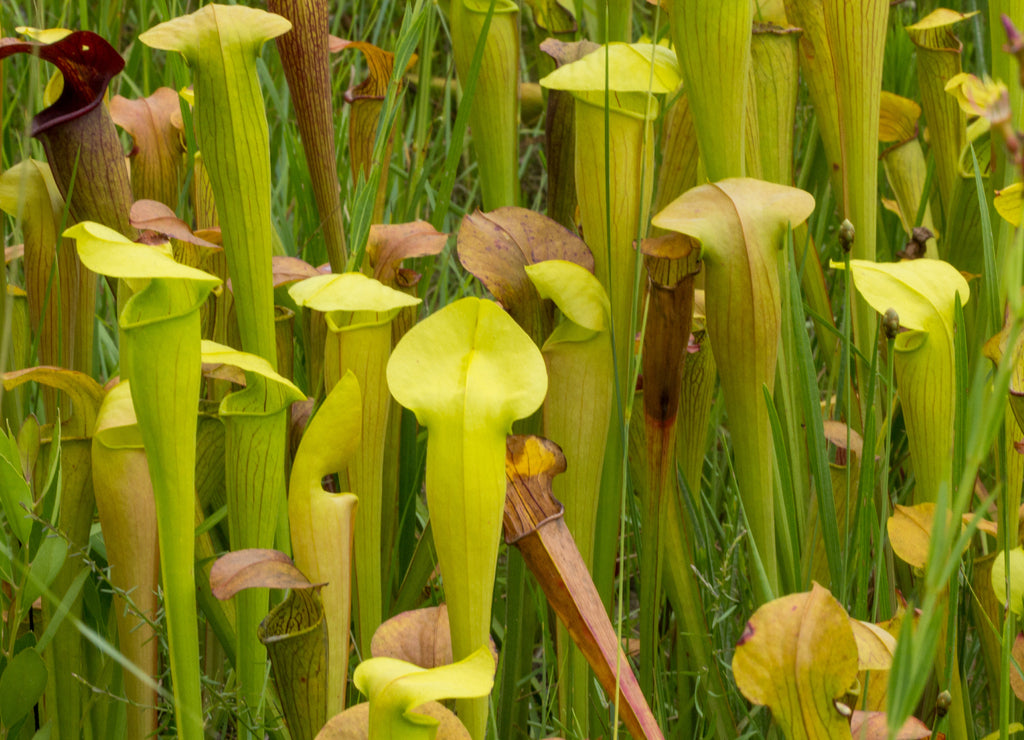 Sarracenia alata im Stone County, Mississippi