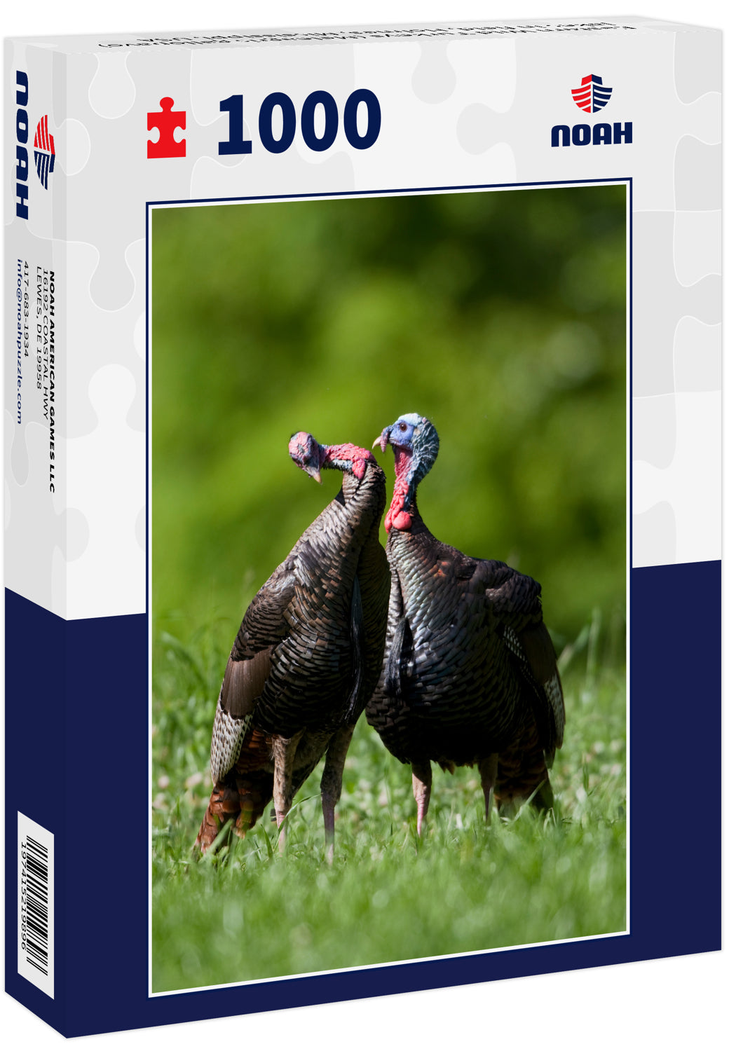 Eastern Wild Turkeys (Meleagris gallopavo) jakes in field, Holmes, Mississippi, USA