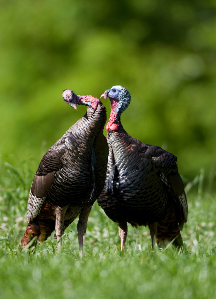 Eastern Wild Turkeys (Meleagris gallopavo) jakes in field, Holmes, Mississippi, USA