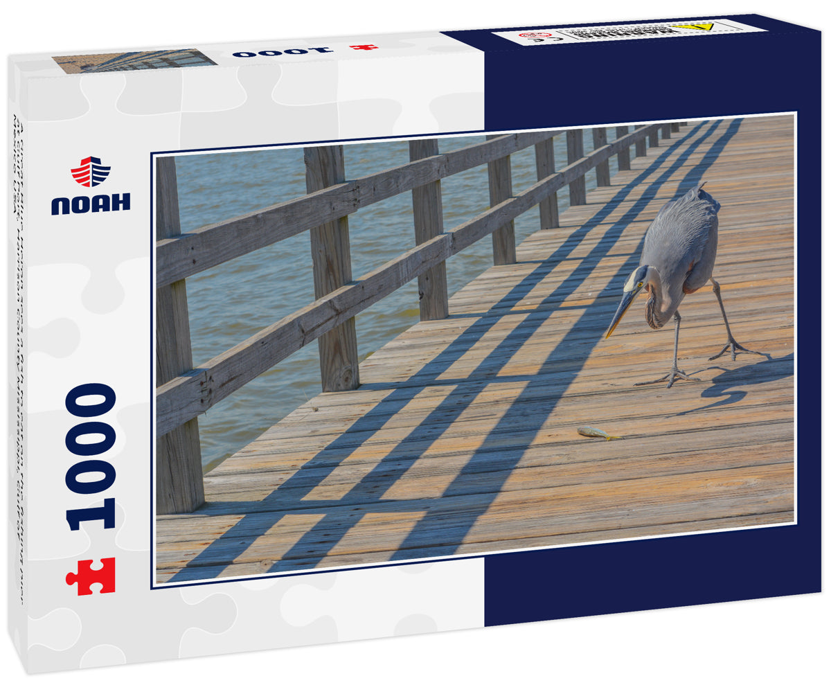 A Great Blue Heron sees a fish to eat on the fishing pier at Gulf Port, Harrison County Mississippi, Gulf of Mexico USA