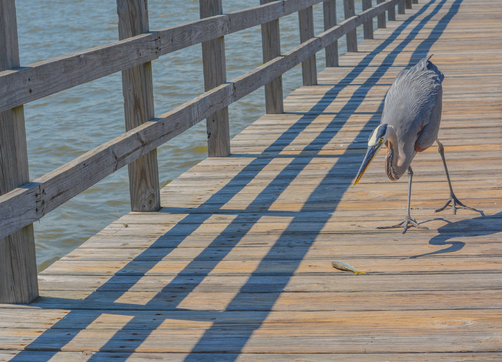 A Great Blue Heron sees a fish to eat on the fishing pier at Gulf Port, Harrison County Mississippi, Gulf of Mexico USA