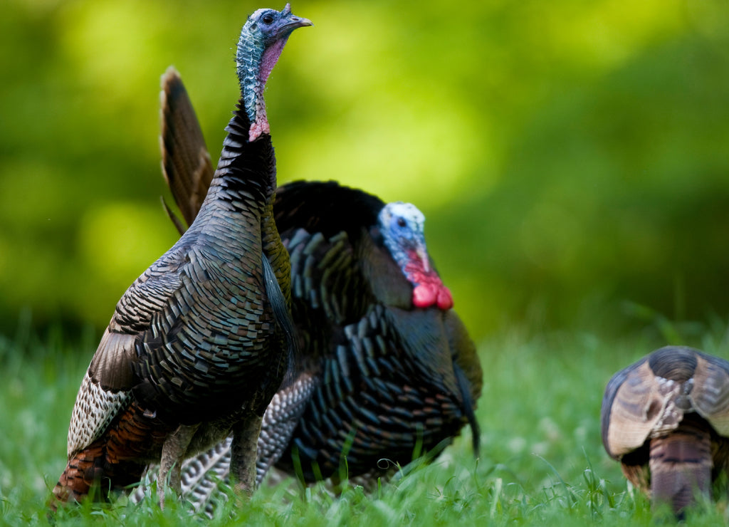 Eastern Wild Turkeys (Meleagris gallopavo) gobbler strutting near hen in field, Holmes, Mississippi, USA