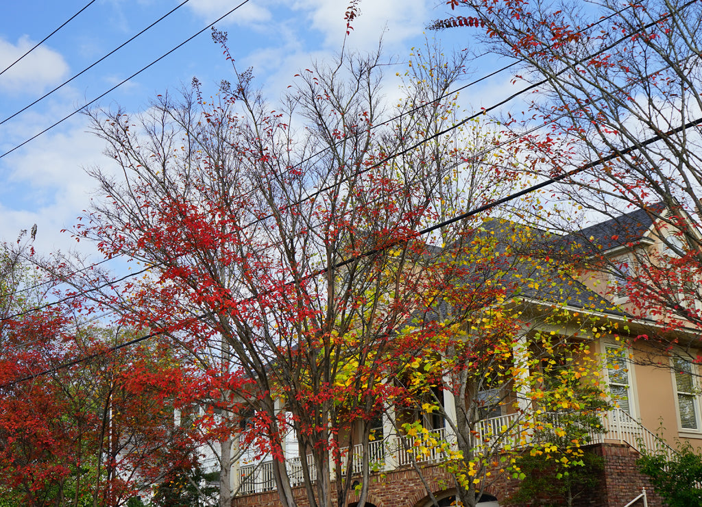 University of Mississippi campus autumn landscape