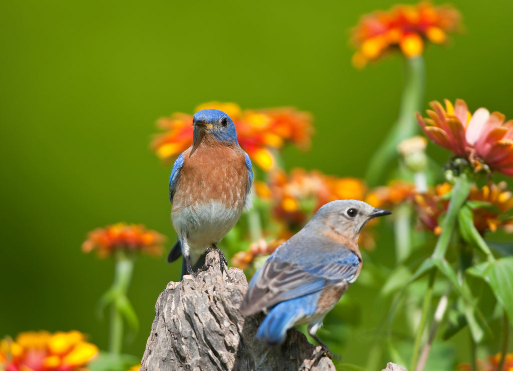 Eastern Bluebird (Sialia sialis) male and female on fence post near flower garden, Holmes, Mississippi, USA