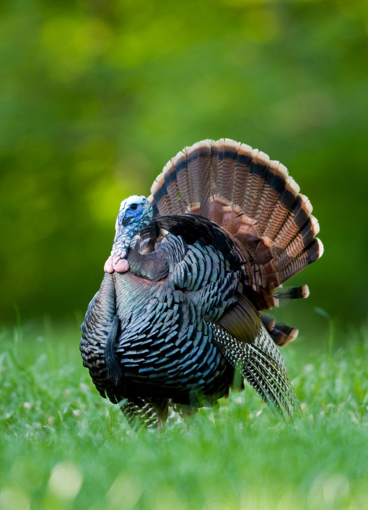 Eastern Wild Turkey (Meleagris gallopavo) gobbler strutting in field, Holmes, Mississippi, USA