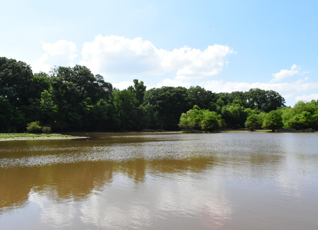 swampy pond during summer in Mississippi