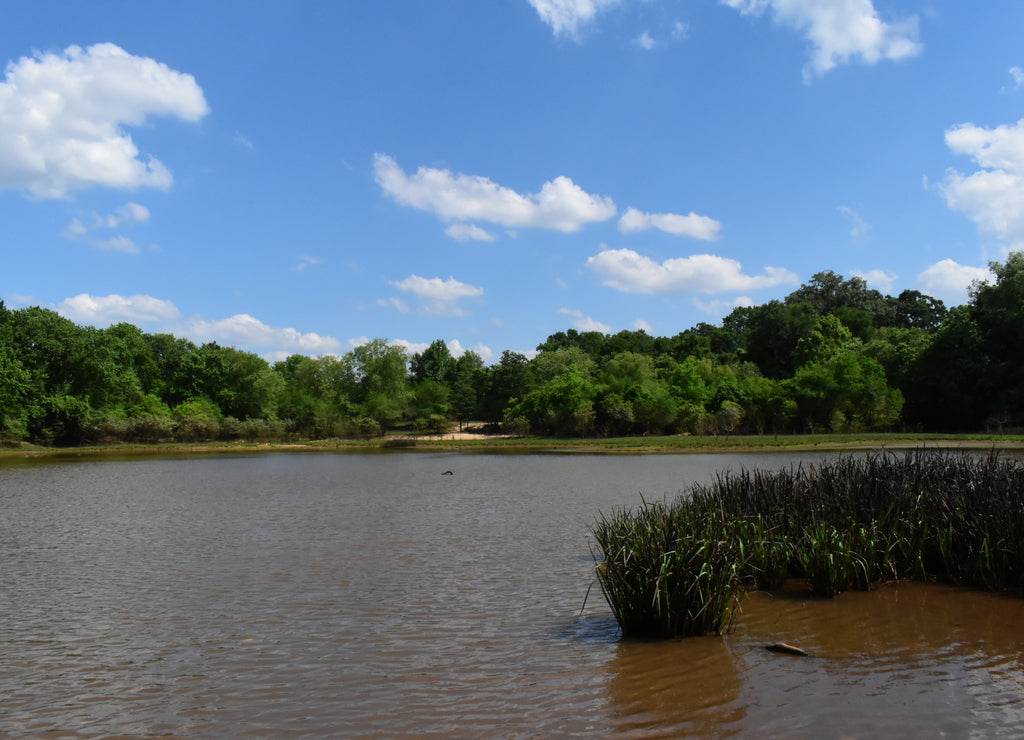 swampy pond during summer in Mississippi